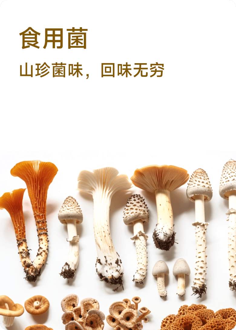 食用菌